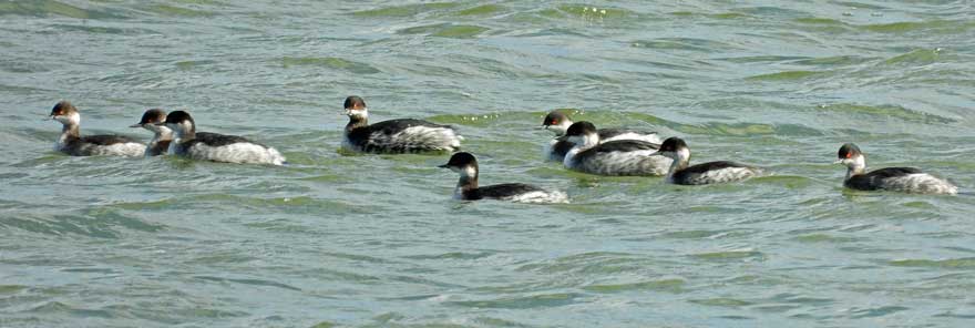 ハジロカイツブリ