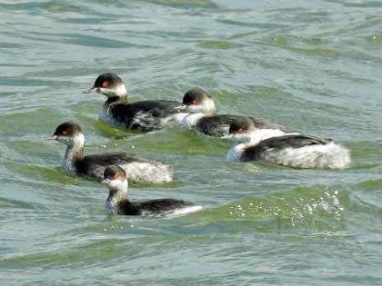 ハジロカイツブリ