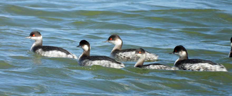 ハジロカイツブリ