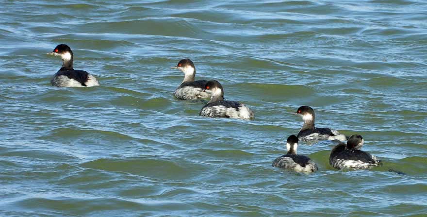 ハジロカイツブリ