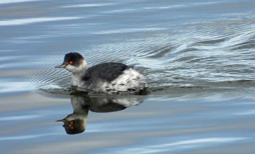 ハジロカイツブリ