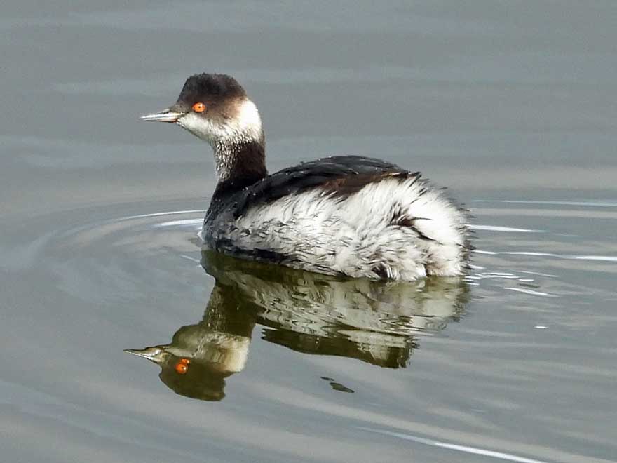 ハジロカイツブリ
