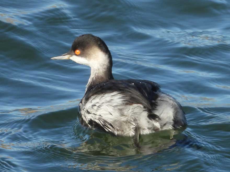 ハジロカイツブリ