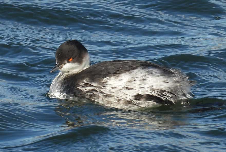 ハジロカイツブリ