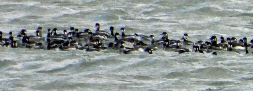 ハジロカイツブリ