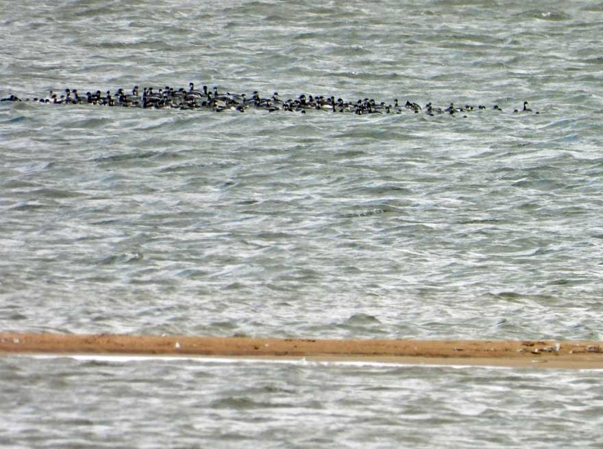 ハジロカイツブリ