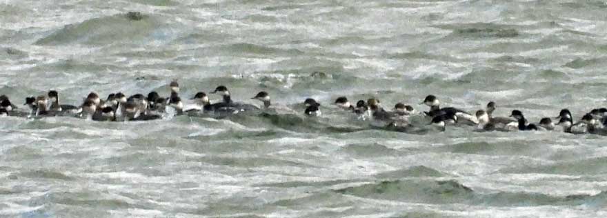 ハジロカイツブリ