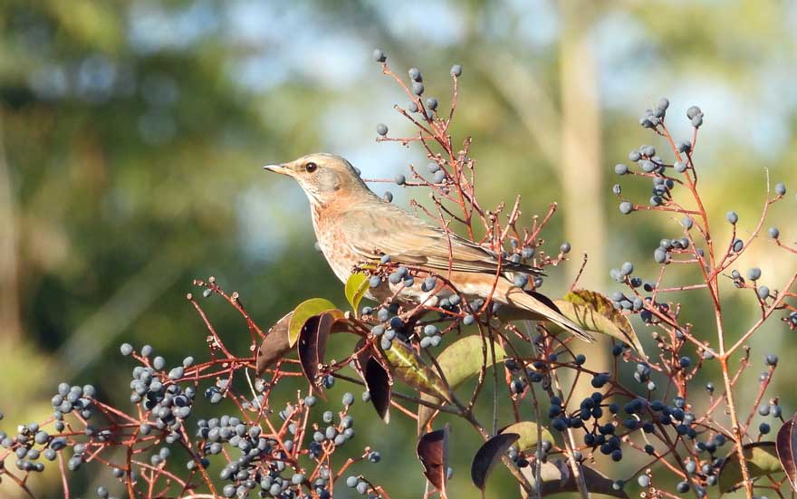 ハチジョウツグミ