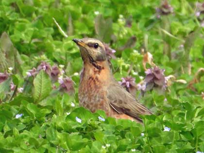 ハチジョウツグミ