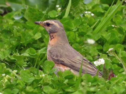 ハチジョウツグミ
