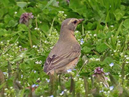 ハチジョウツグミ