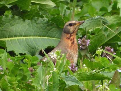 ハチジョウツグミ