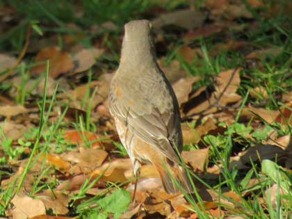 ハチジョウツグミ