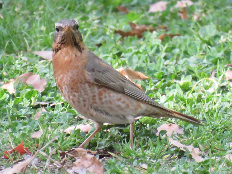 ハチジョウツグミ