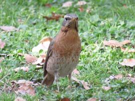 ハチジョウツグミ