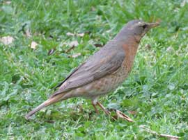 ハチジョウツグミ