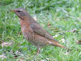 ハチジョウツグミ