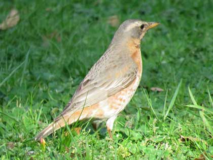 ハチジョウツグミ