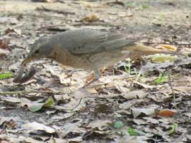 ハチジョウツグミ