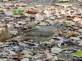 ハチジョウツグミ