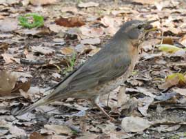 ハチジョウツグミ