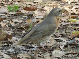 ハチジョウツグミ