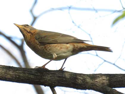 ハチジョウツグミ