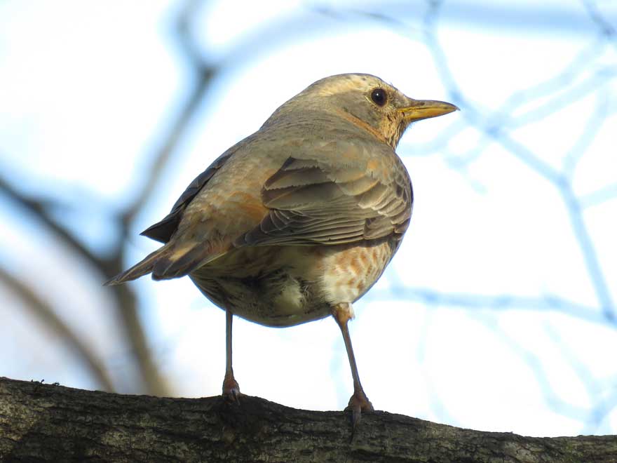 ハチジョウツグミ