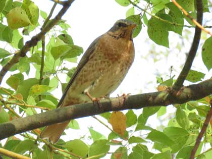 ハチジョウツグミ