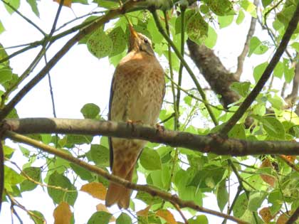 ハチジョウツグミ