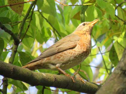 ハチジョウツグミ
