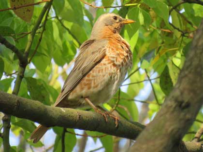 ハチジョウツグミ