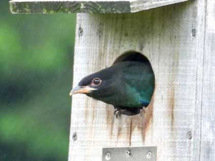 旭ヶ丘野鳥写真館 旭ヶ丘野鳥写真館