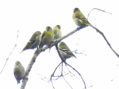 木彫りの鳥　マヒワの飛び立ち 木彫りの鳥 マヒワの飛び立ち