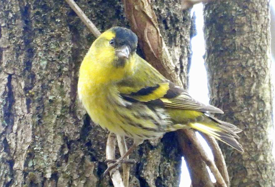 木彫りの鳥　マヒワの飛び立ち 木彫りの鳥 マヒワの飛び立ち