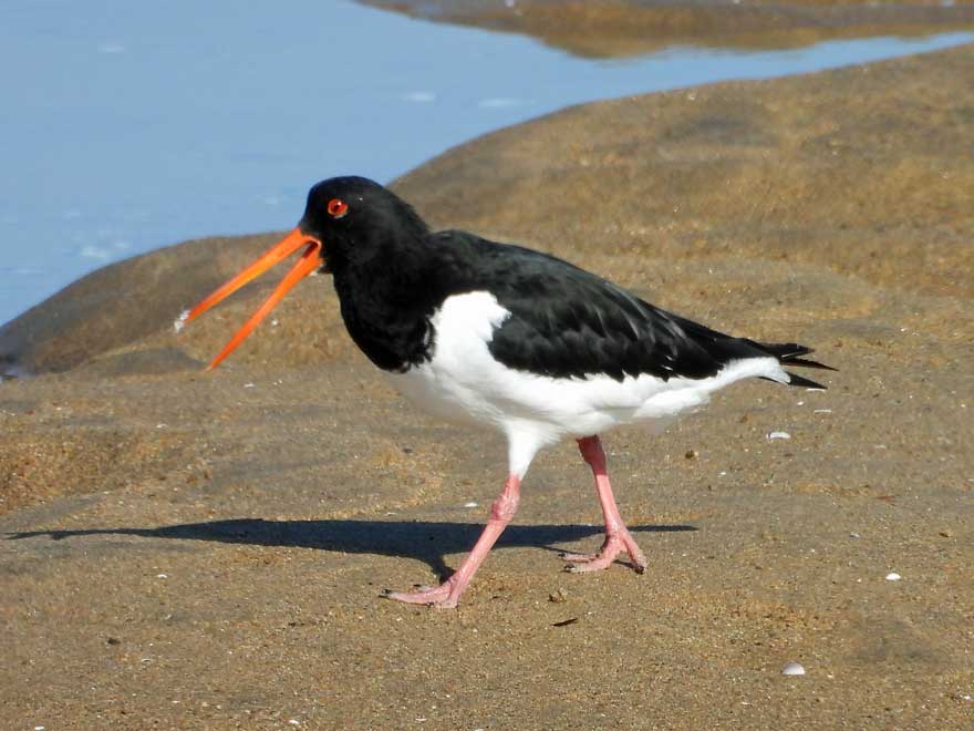 旭ヶ丘野鳥写真館