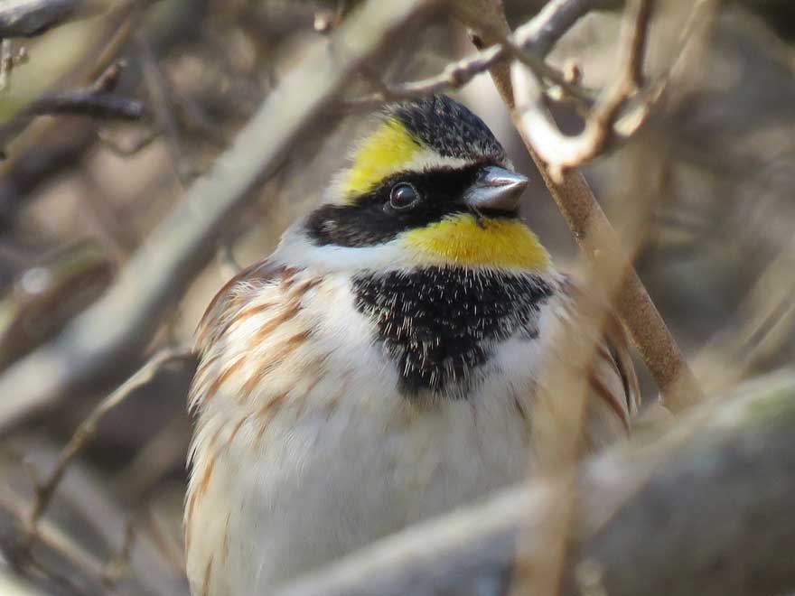 ミヤマホオジロ