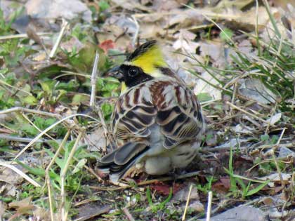 ミヤマホオジロ