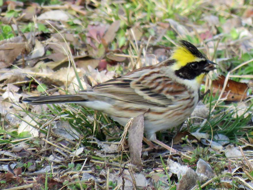 ミヤマホオジロ