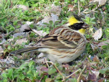 ミヤマホオジロ