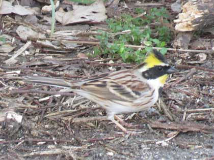 ミヤマホオジロ