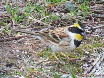 ミヤマホオジロ