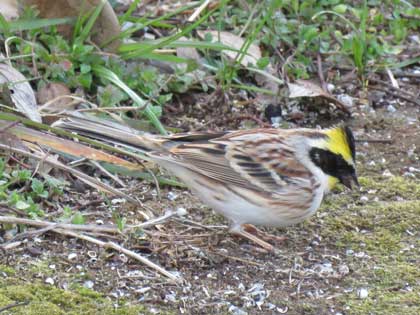 ミヤマホオジロ