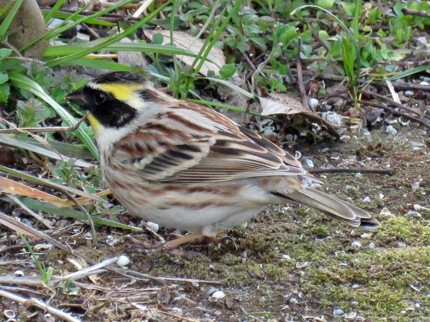 ミヤマホオジロ