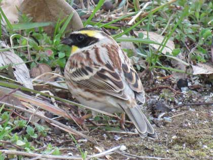 ミヤマホオジロ