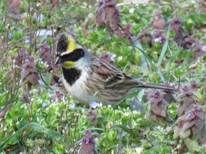 ミヤマホオジロ