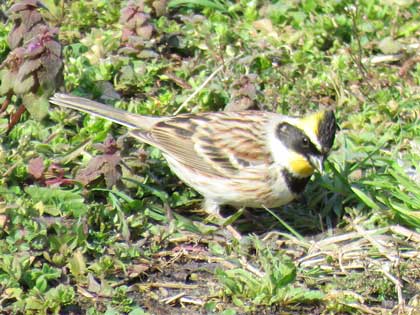 ミヤマホオジロ