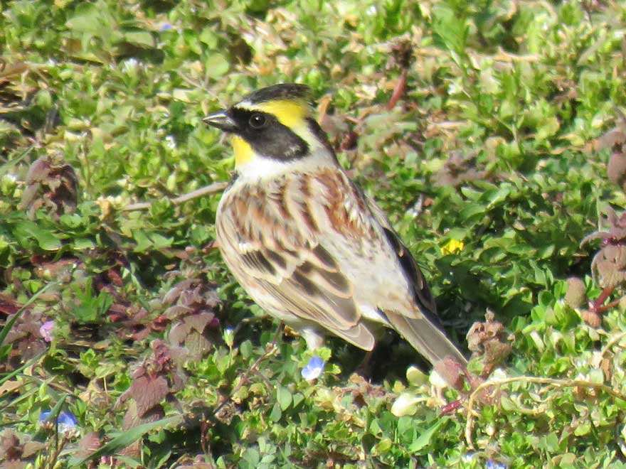 ミヤマホオジロ