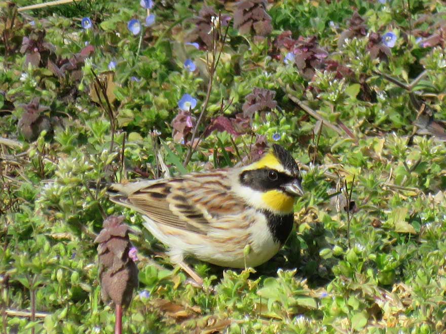 ミヤマホオジロ