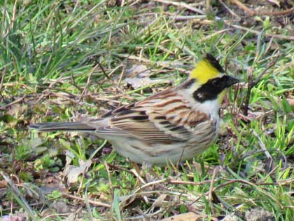 ミヤマホオジロ